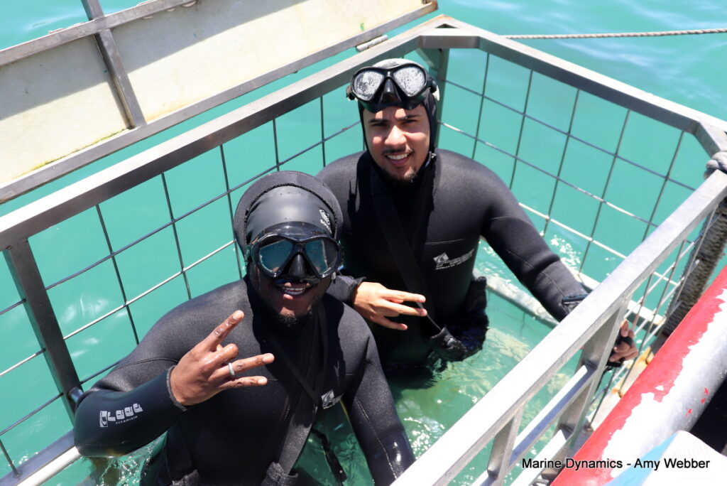 Shark cage diving, South Africa, Gansbaai