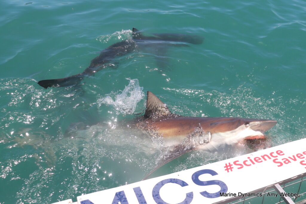 Shark cage diving, South Africa, Gansbaai