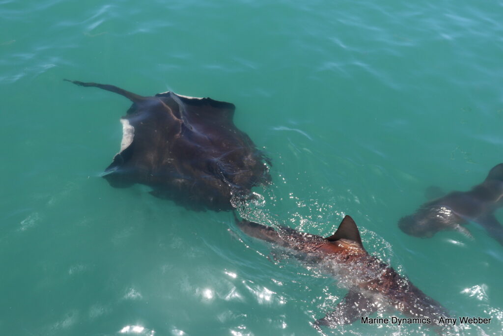 Shark cage diving, South Africa, Gansbaai