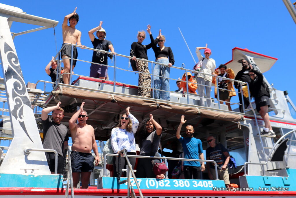 Shark cage diving, South Africa, Gansbaai