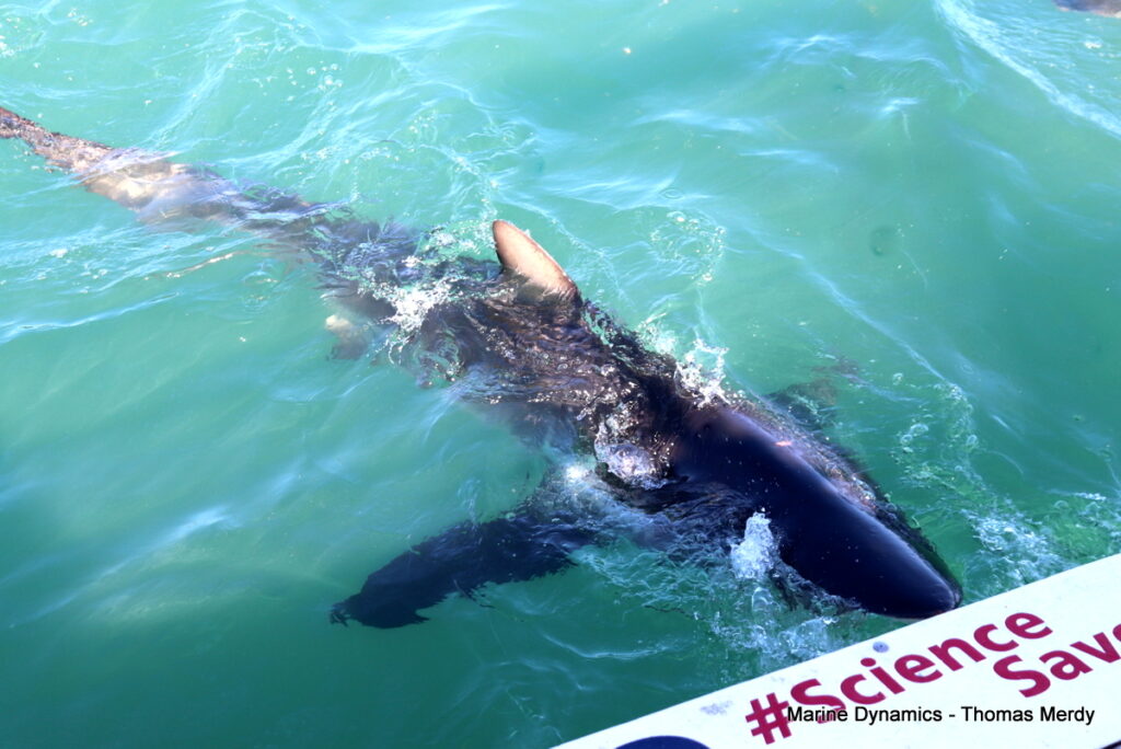 Shark cage diving, South Africa, Gansbaai
