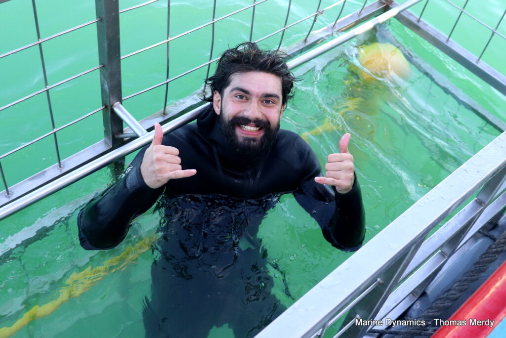 Shark cage diving, South Africa, Gansbaai