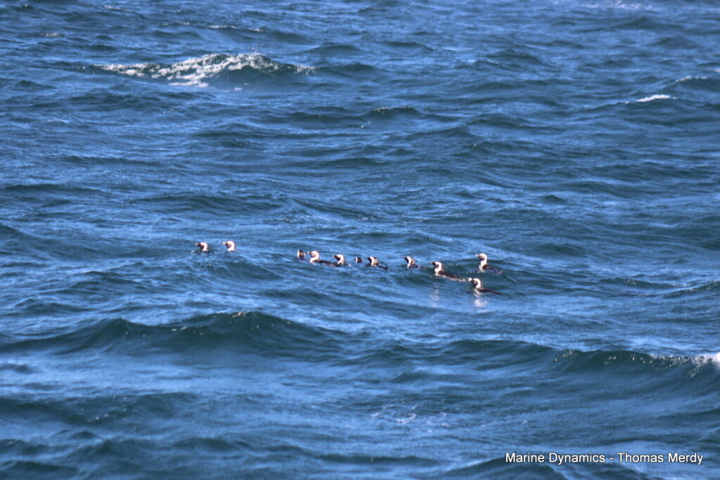 Shark cage diving, South Africa, Gansbaai