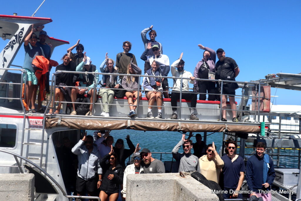 Shark cage diving, South Africa, Gansbaai