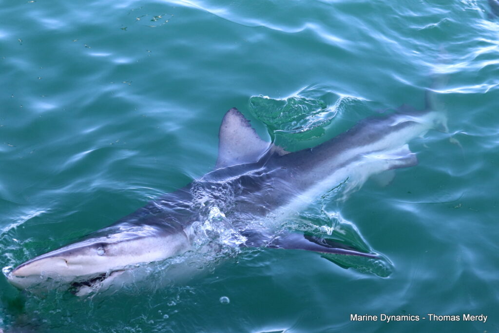 Shark cage diving, South Africa, Gansbaai