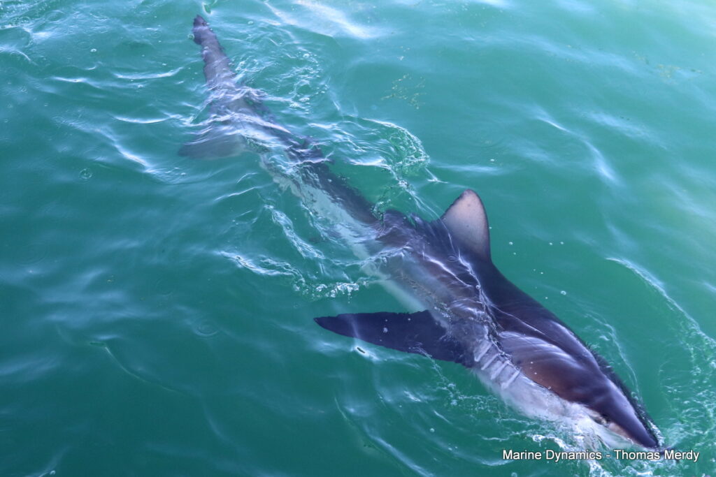 Shark cage diving, South Africa, Gansbaai