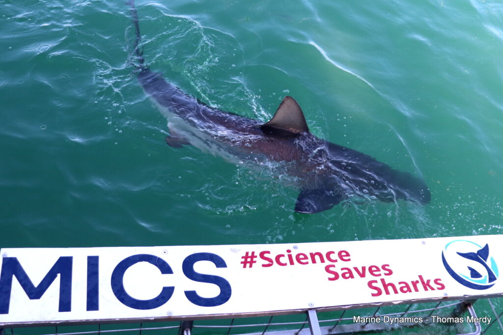 Shark cage diving, South Africa, Gansbaai