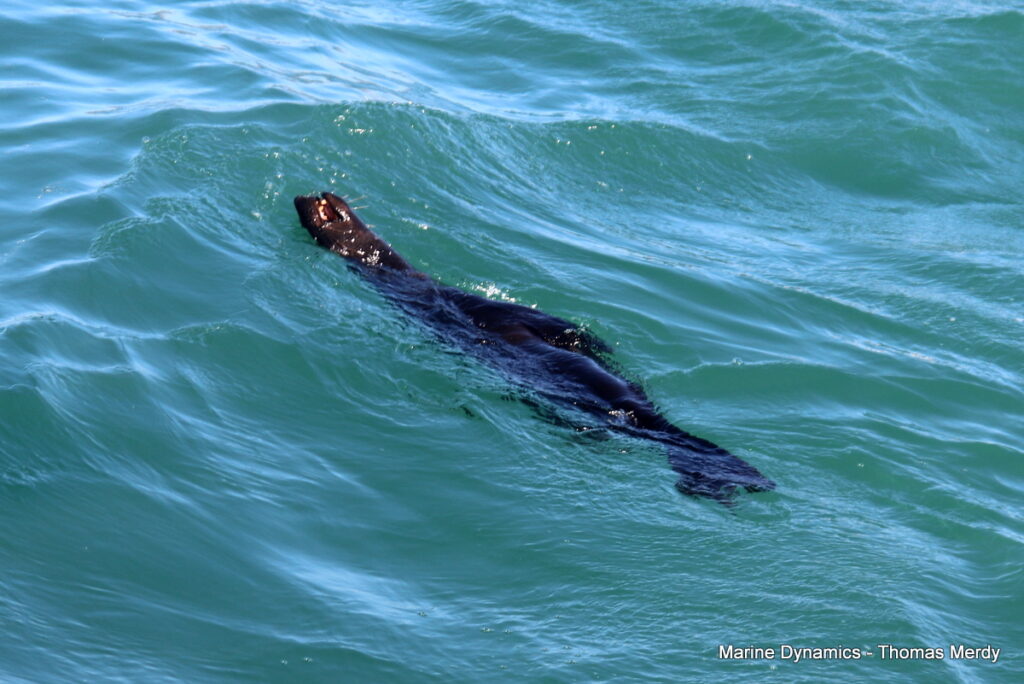 Shark cage diving, South Africa, Gansbaai