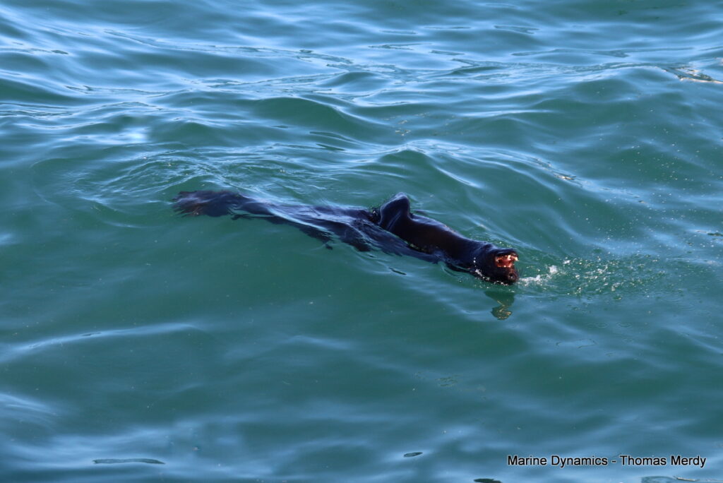 Shark cage diving, South Africa, Gansbaai