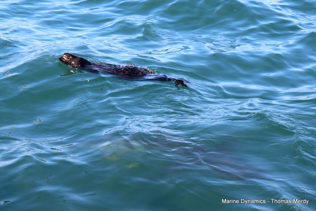 Shark cage diving, South Africa, Gansbaai