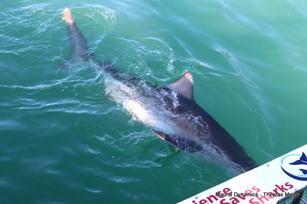 Shark cage diving, South Africa, Gansbaai