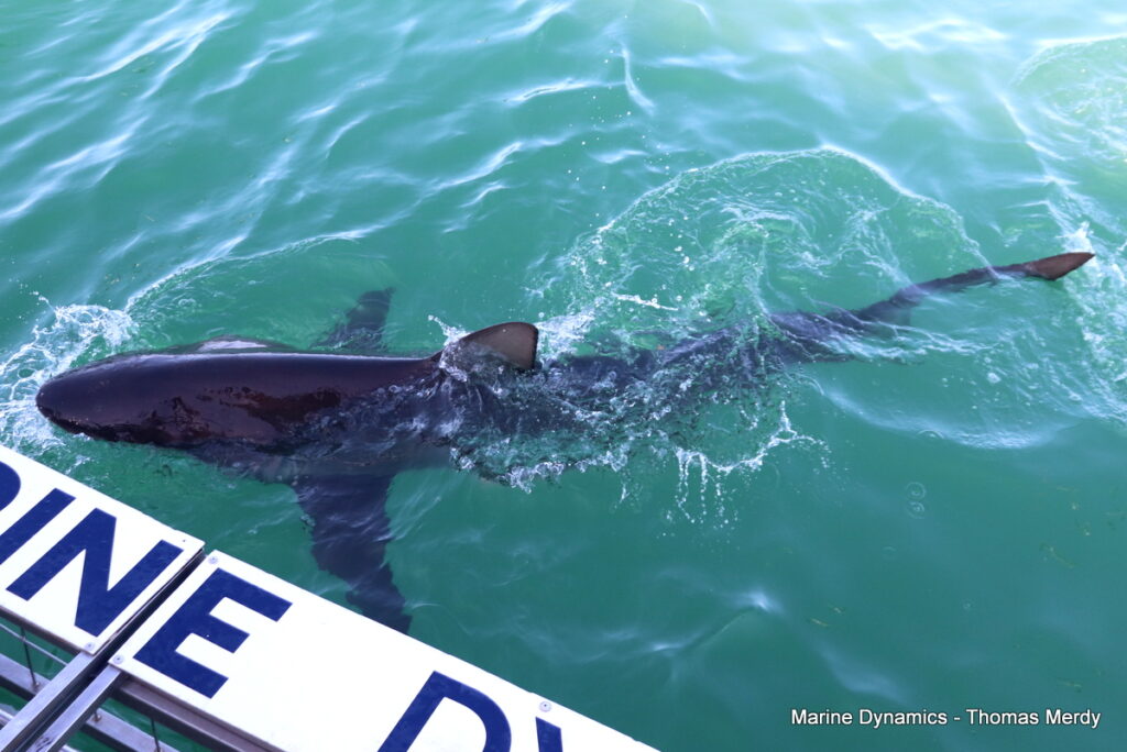Shark cage diving, South Africa, Gansbaai