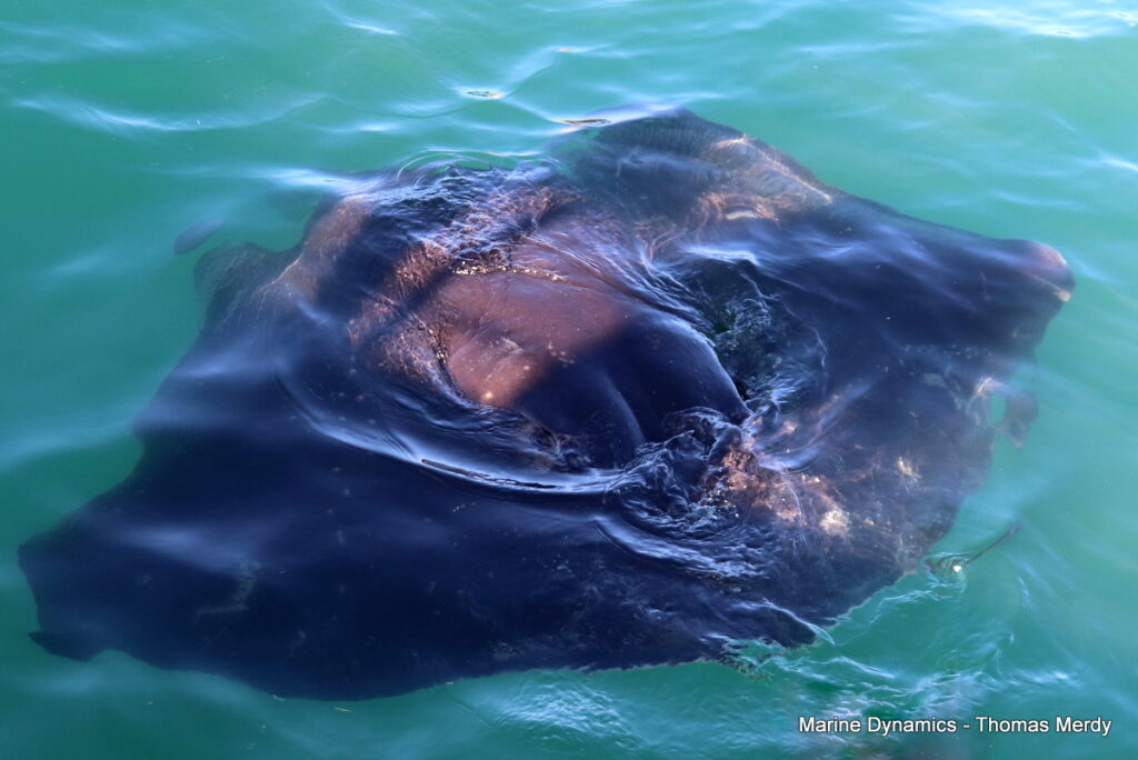 Shark cage diving, South Africa, Gansbaai