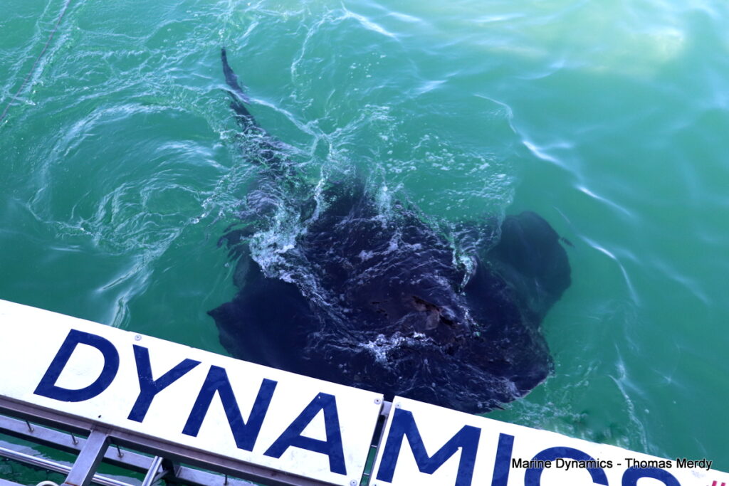 Shark cage diving, South Africa, Gansbaai