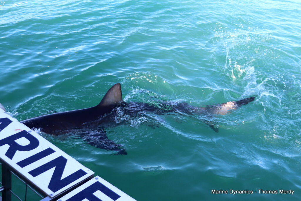 Shark cage diving, South Africa, Gansbaai