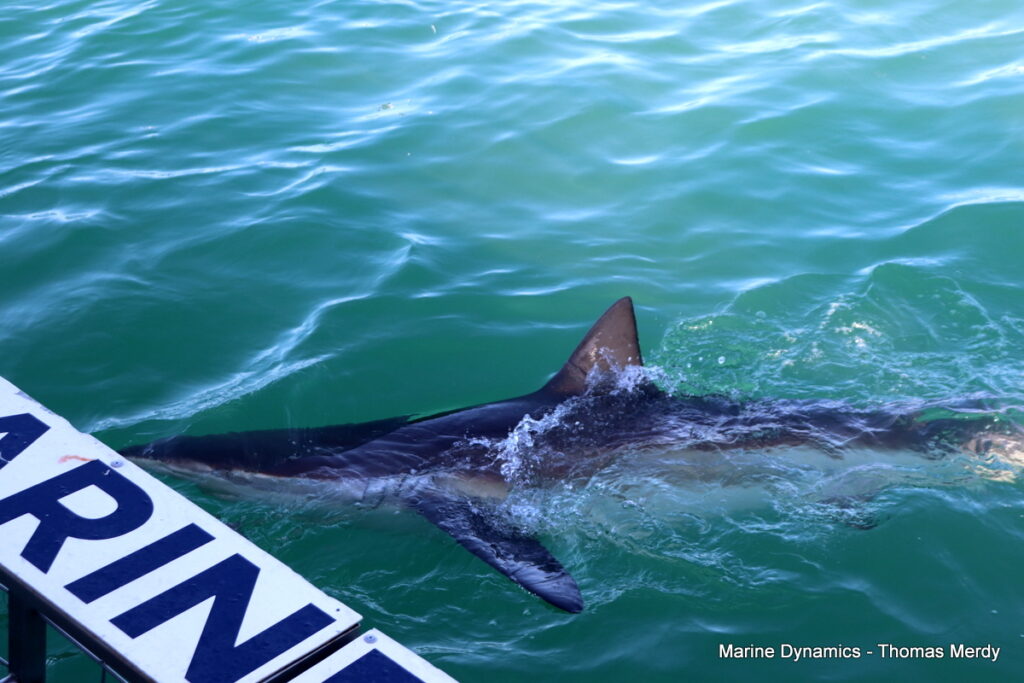 Shark cage diving, South Africa, Gansbaai