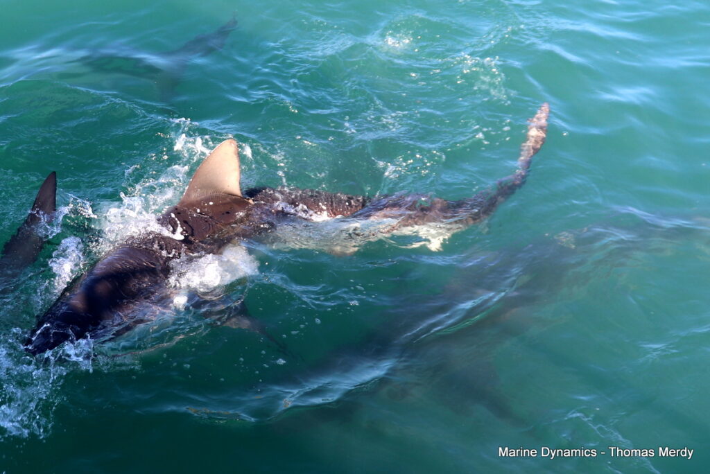 Shark cage diving, South Africa, Gansbaai