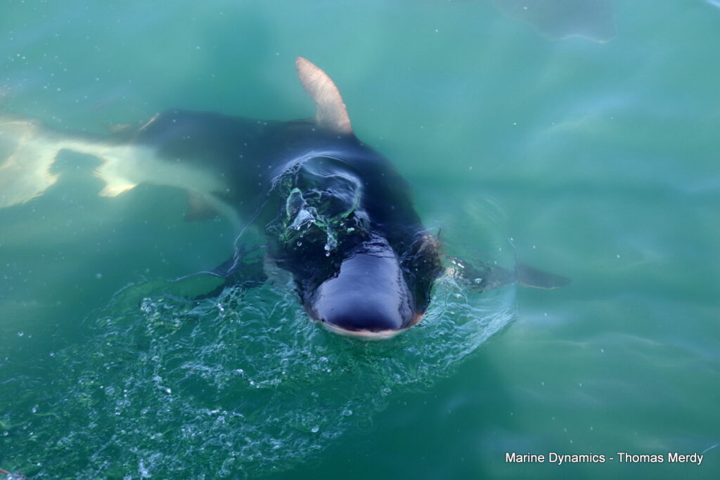 Shark cage diving, South Africa, Gansbaai