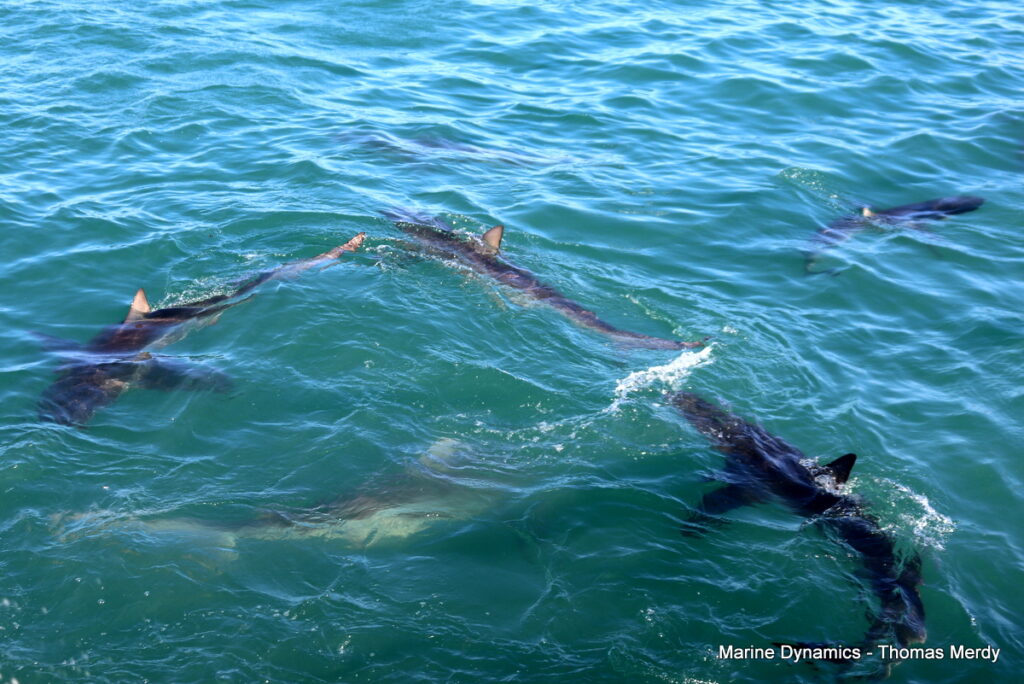 Shark cage diving, South Africa, Gansbaai