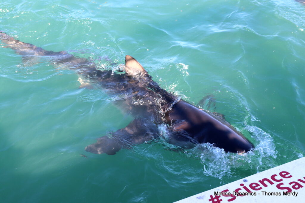 Shark cage diving, South Africa, Gansbaai