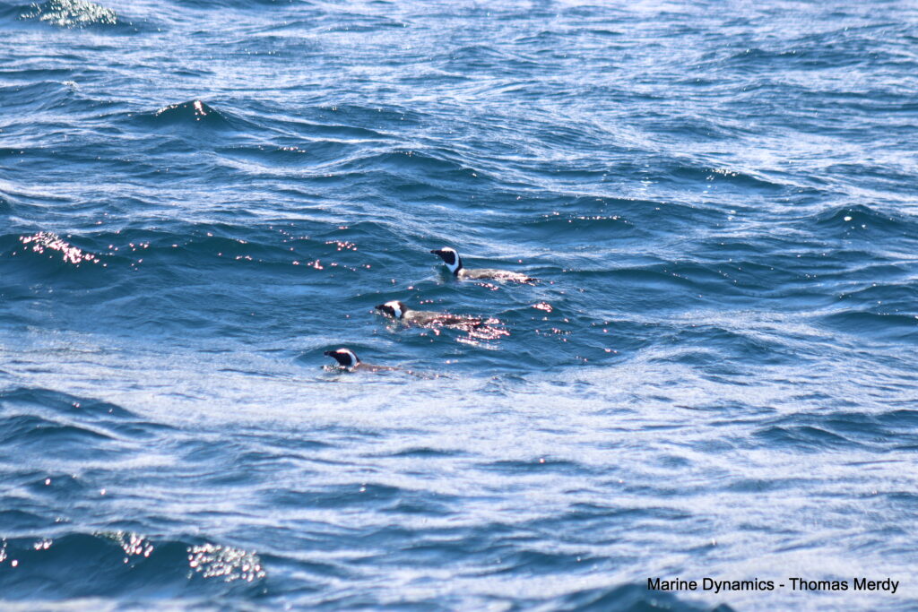 Shark cage diving, South Africa, Gansbaai
