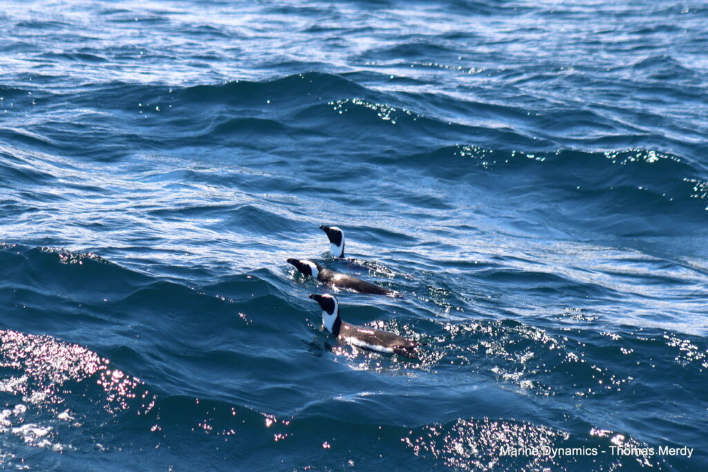 Shark cage diving, South Africa, Gansbaai