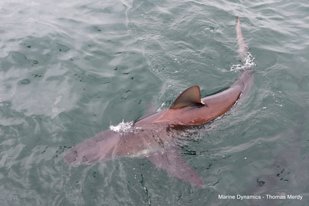 Shark cage diving, South Africa, Gansbaai