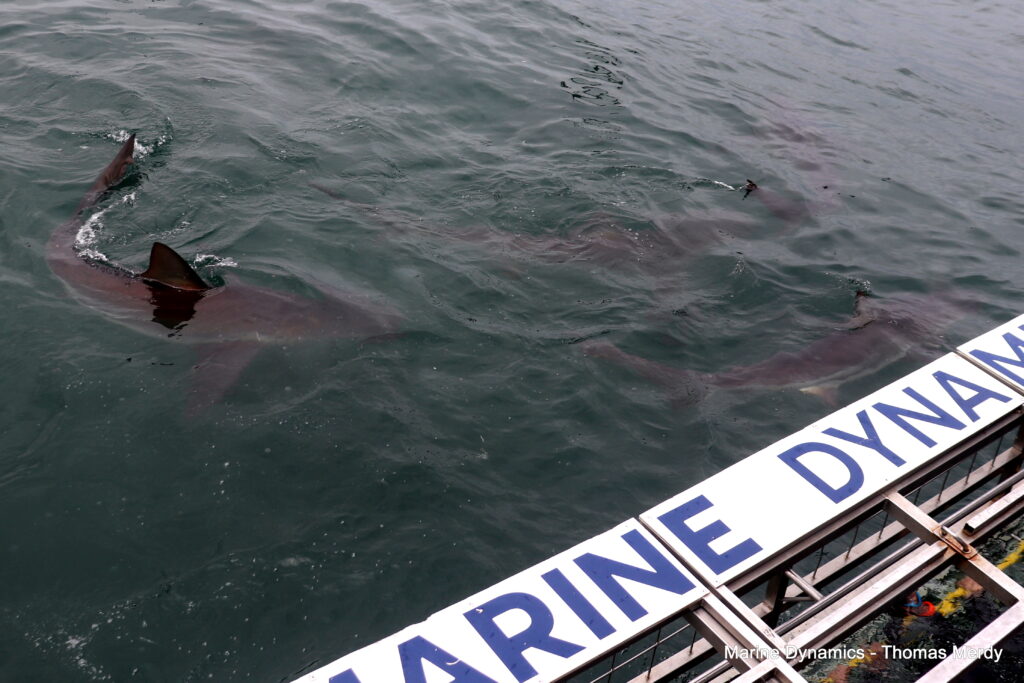 Shark cage diving, South Africa, Gansbaai