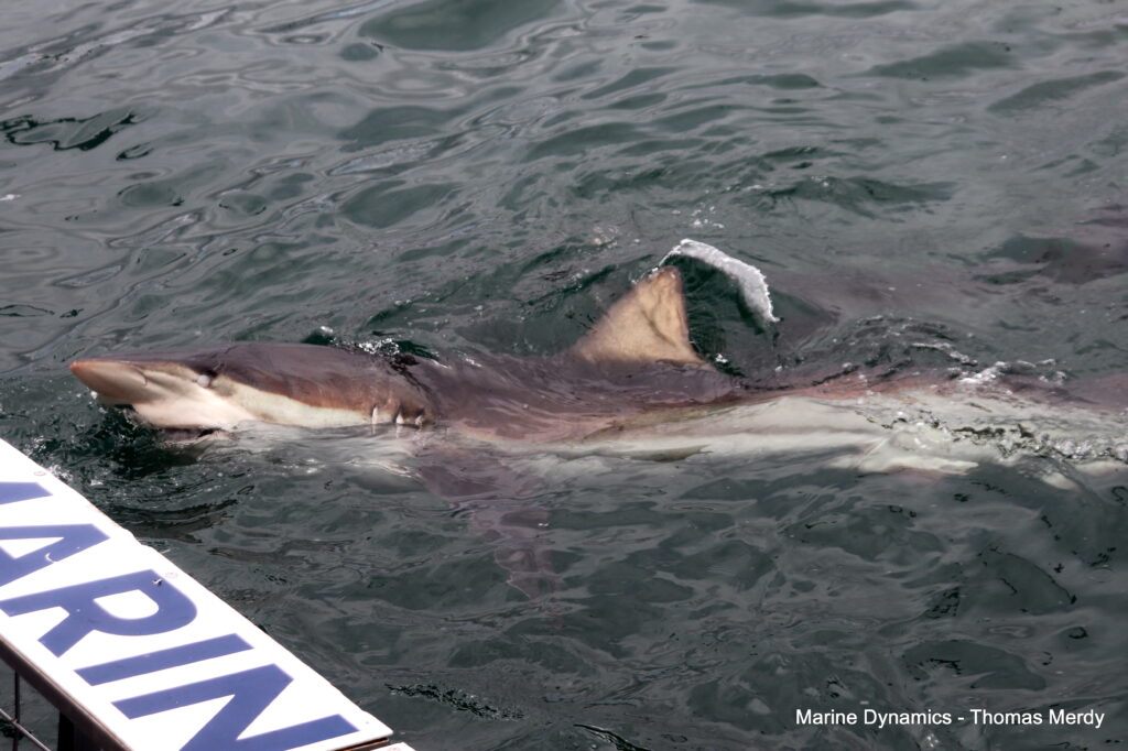 Shark cage diving, South Africa, Gansbaai
