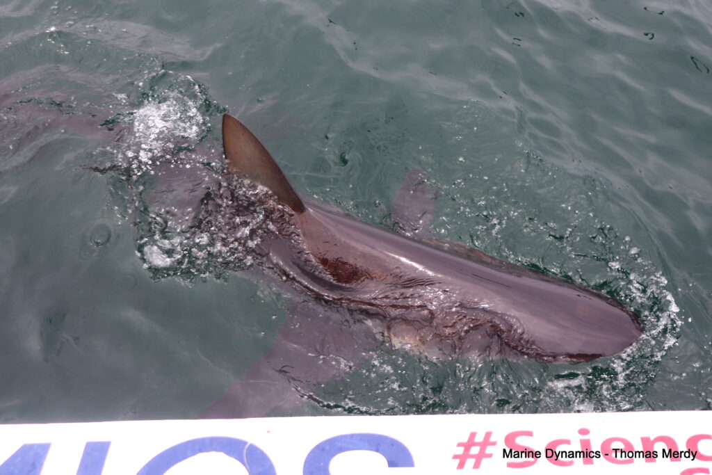 Shark cage diving, South Africa, Gansbaai
