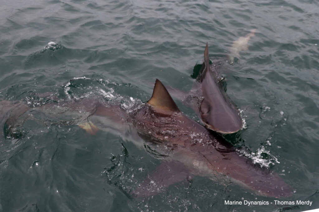 Shark cage diving, South Africa, Gansbaai