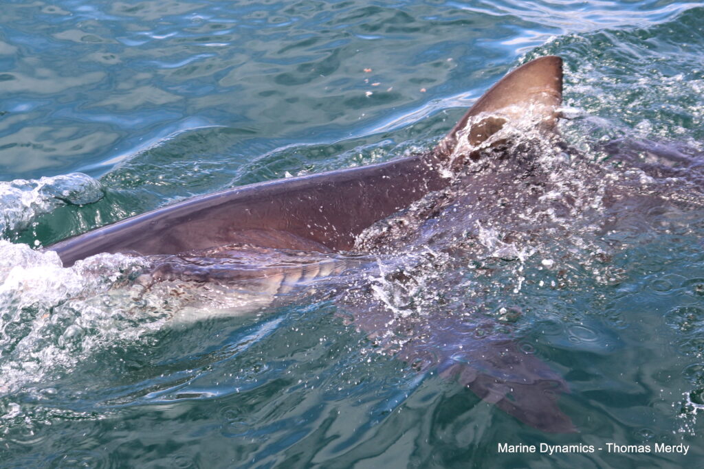 Shark cage diving, South Africa, Gansbaai