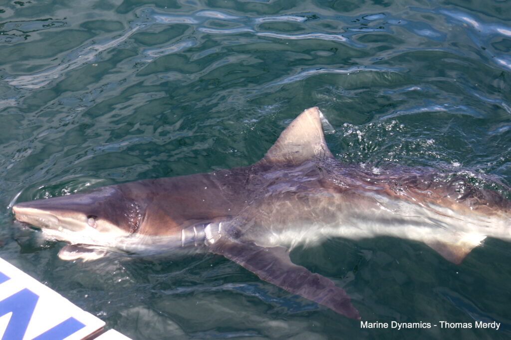 Shark cage diving, South Africa, Gansbaai