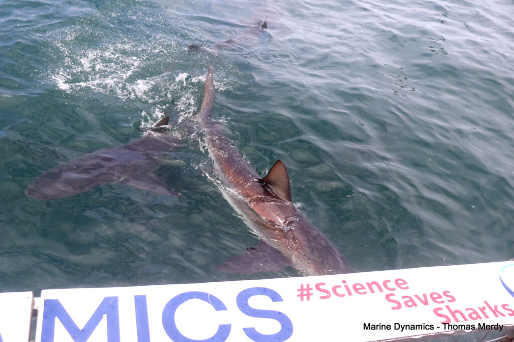 Shark cage diving, South Africa, Gansbaai