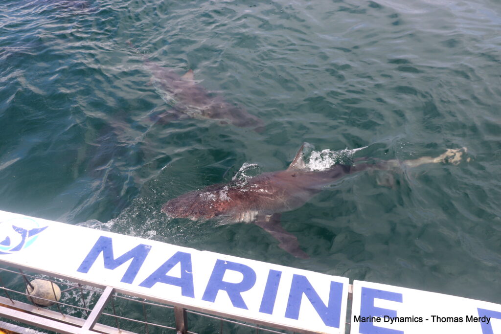 Shark cage diving, South Africa, Gansbaai