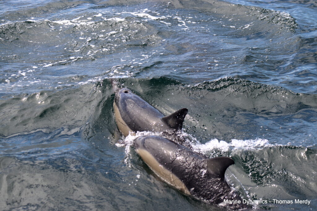 Shark cage diving, South Africa, Gansbaai
