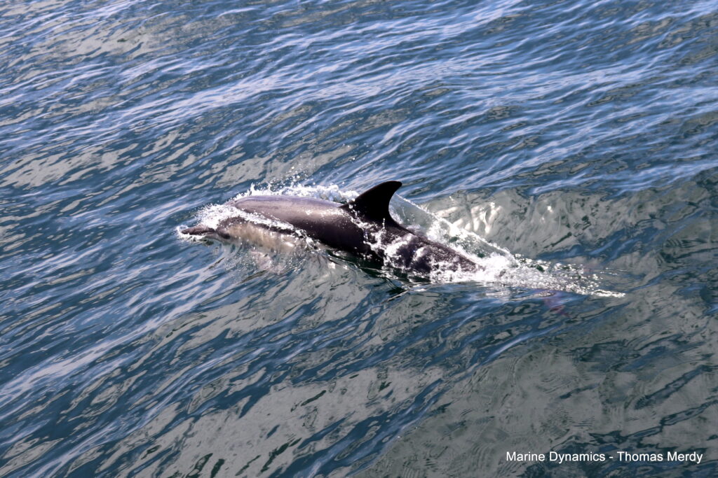 Shark cage diving, South Africa, Gansbaai