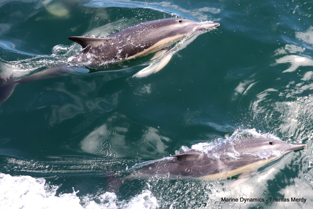 Shark cage diving, South Africa, Gansbaai