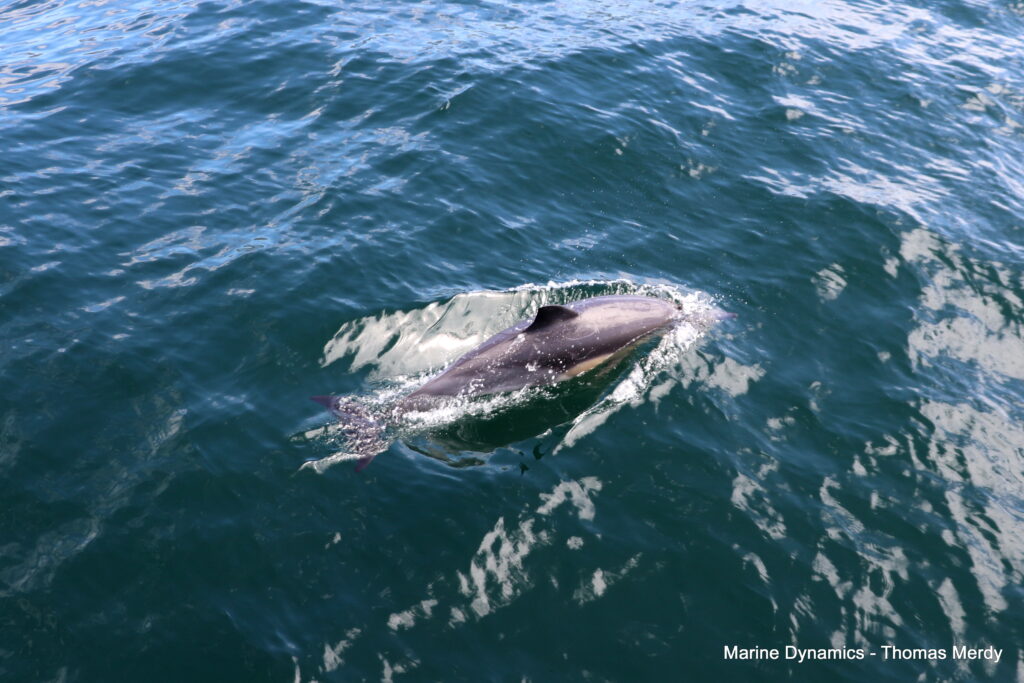 Shark cage diving, South Africa, Gansbaai