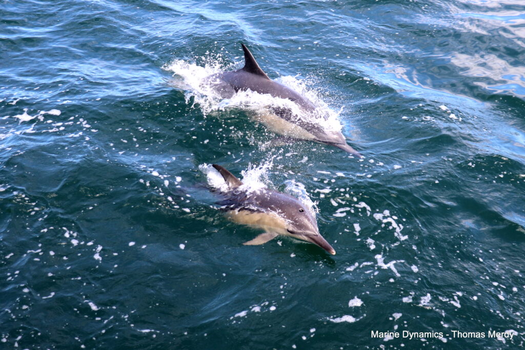 Shark cage diving, South Africa, Gansbaai