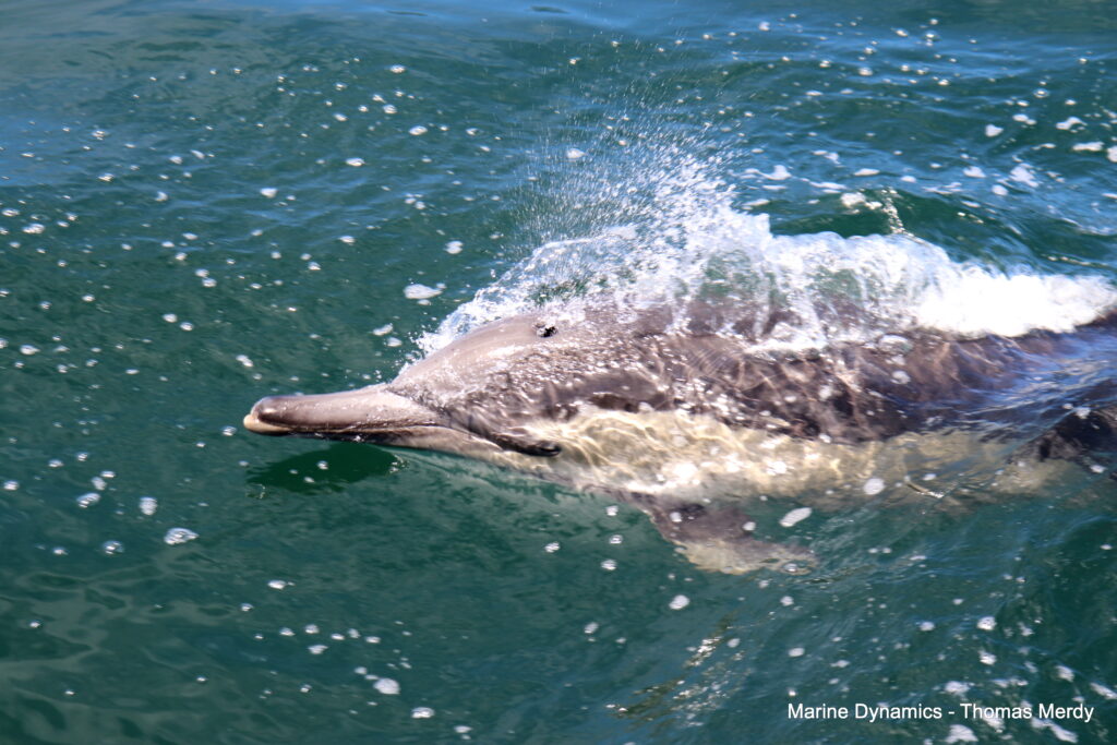 Shark cage diving, South Africa, Gansbaai