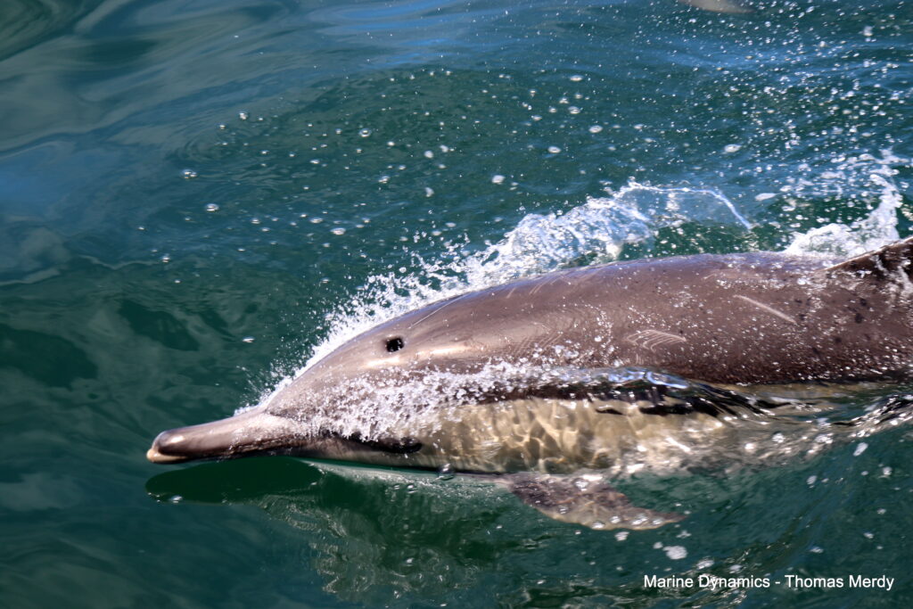 Shark cage diving, South Africa, Gansbaai