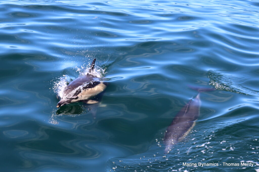 Shark cage diving, South Africa, Gansbaai
