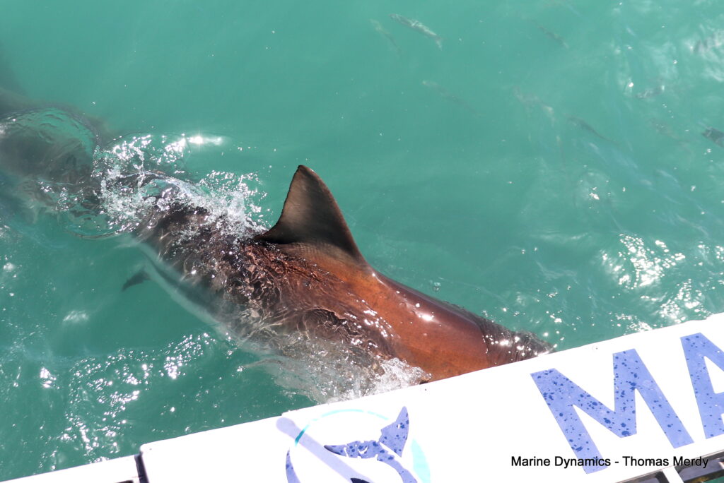 Shark cage diving, South Africa, Gansbaai