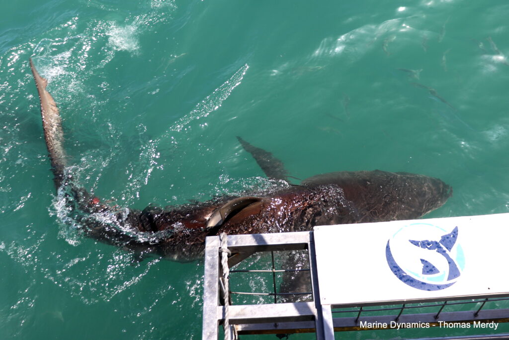 Shark cage diving, South Africa, Gansbaai