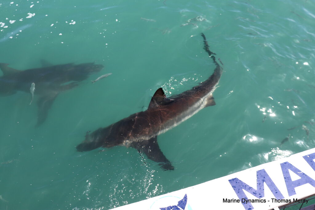Shark cage diving, South Africa, Gansbaai