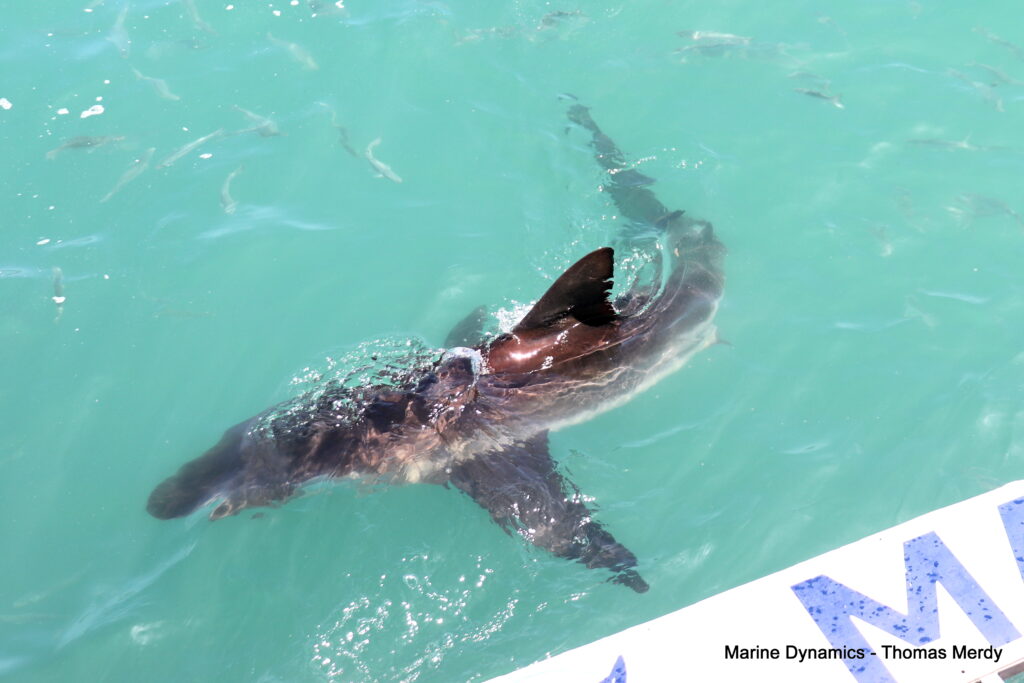 Shark cage diving, South Africa, Gansbaai