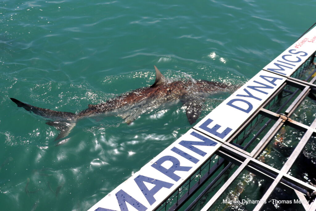 Shark cage diving, South Africa, Gansbaai