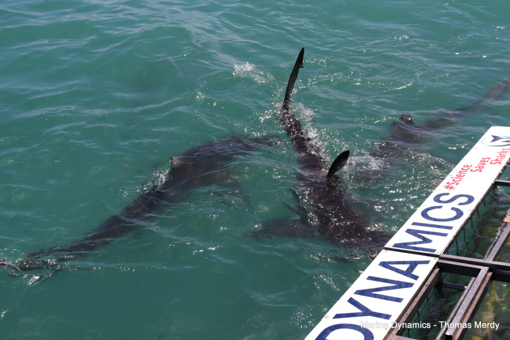 Shark cage diving, South Africa, Gansbaai