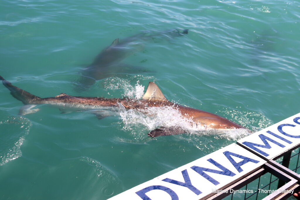 Shark cage diving, South Africa, Gansbaai